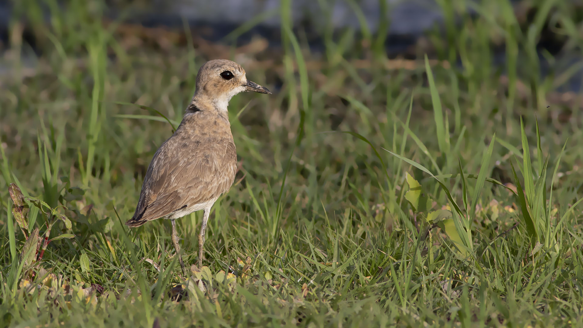 Greater Sand-Plover